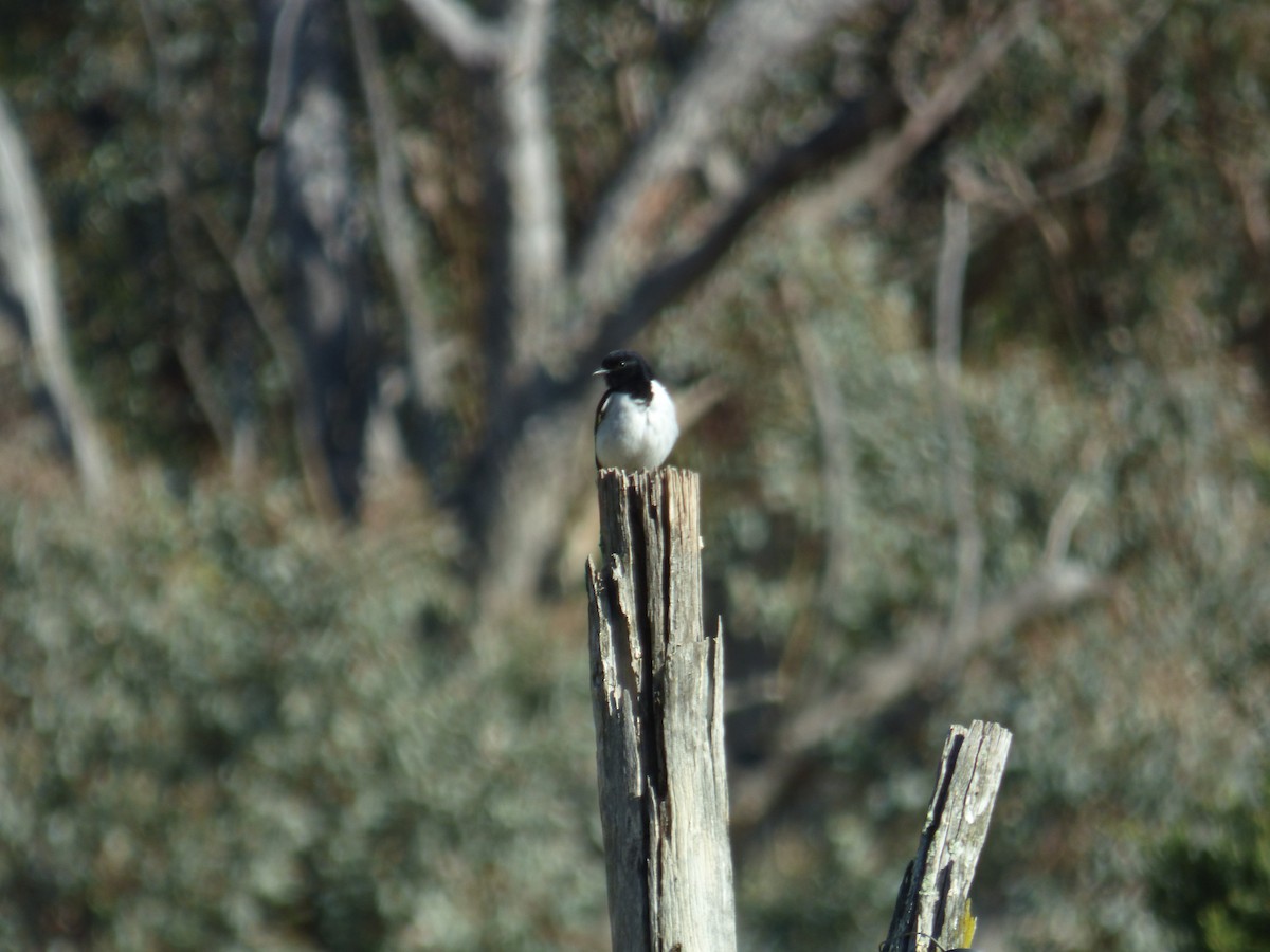 Hooded Robin - ML605138101