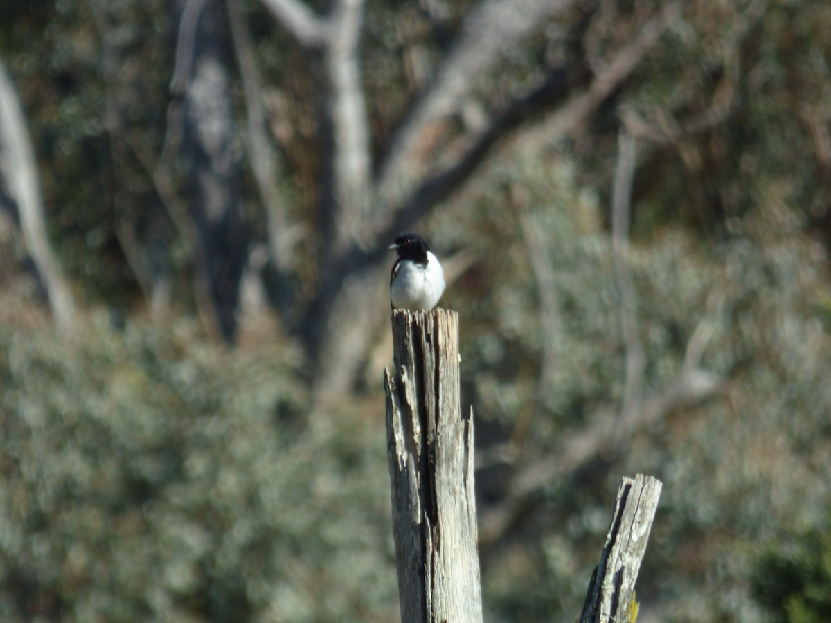 Hooded Robin - ML605138111