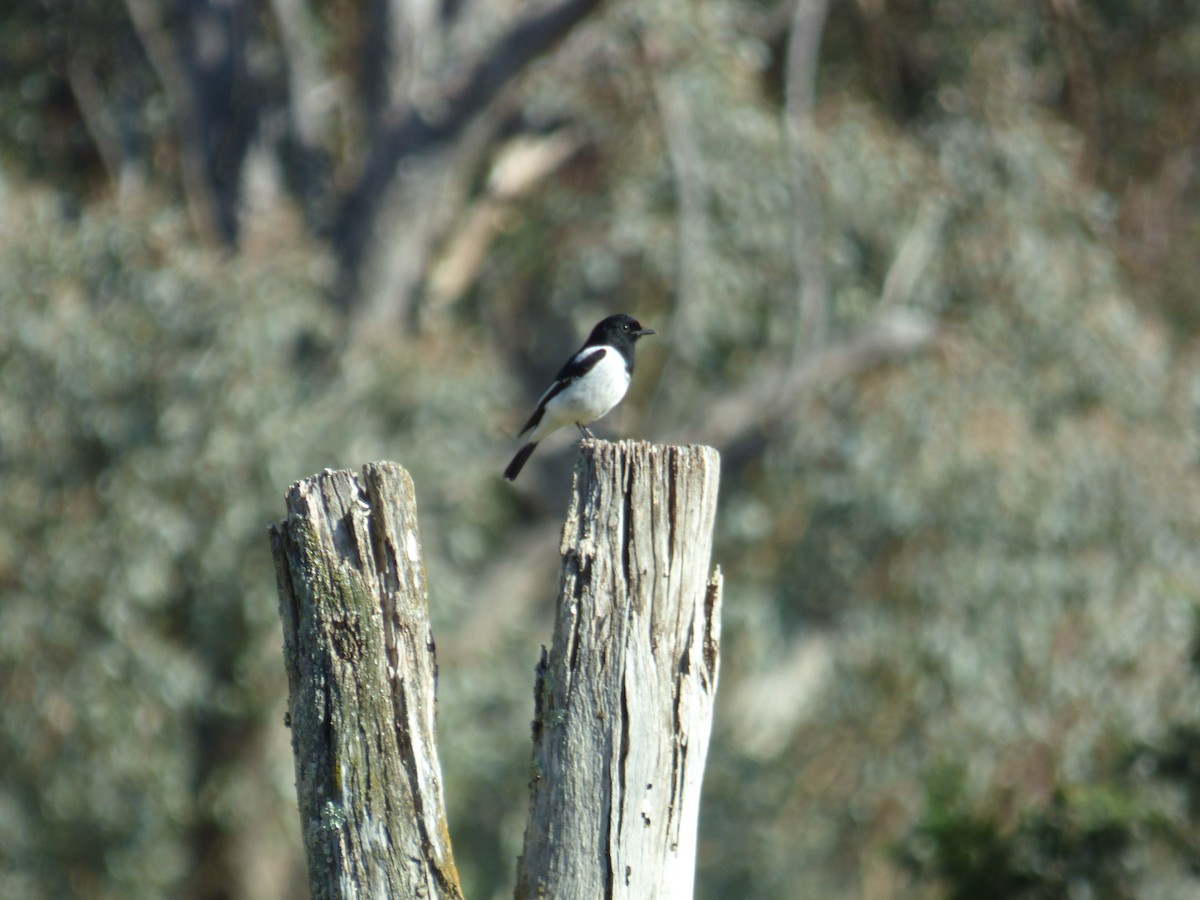 Hooded Robin - ML605138121