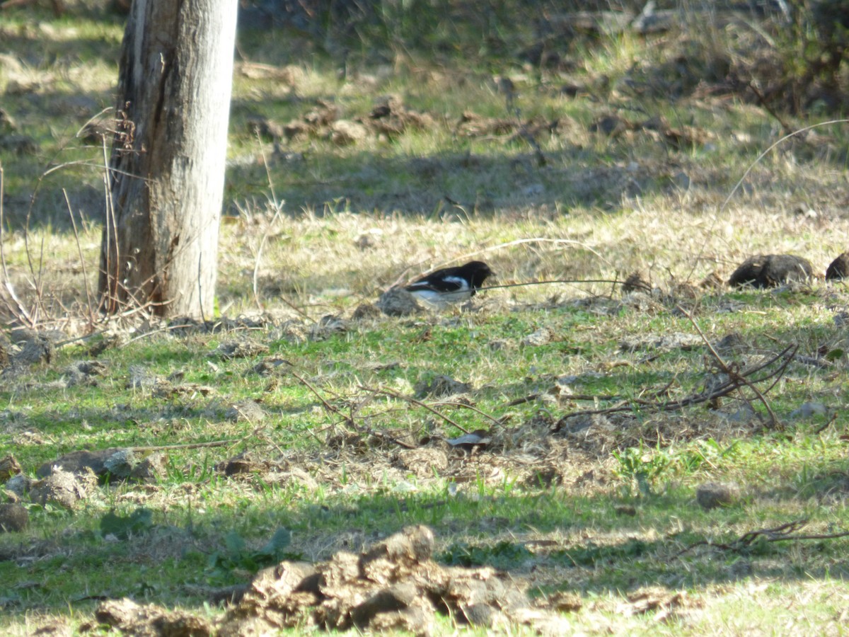 Hooded Robin - ML605138131