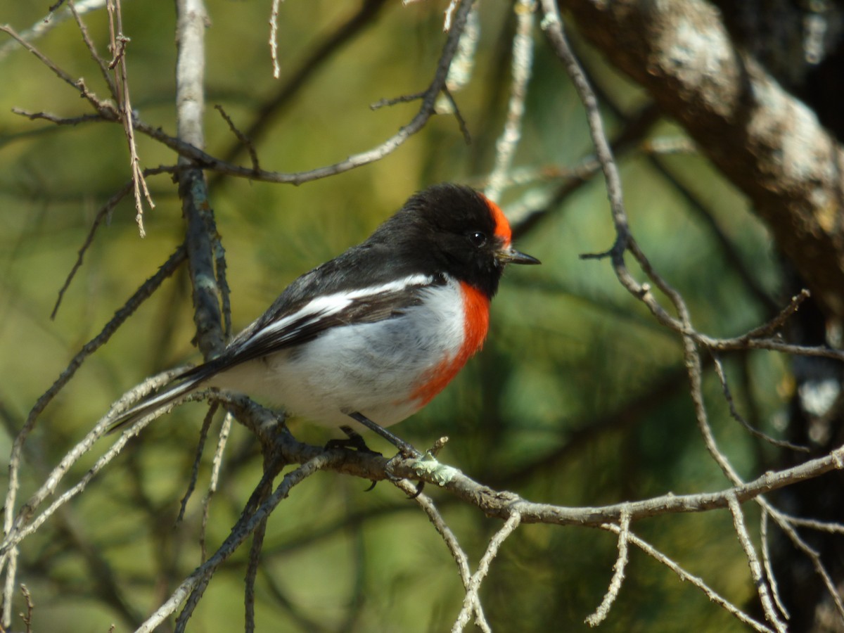 Red-capped Robin - ML605138251