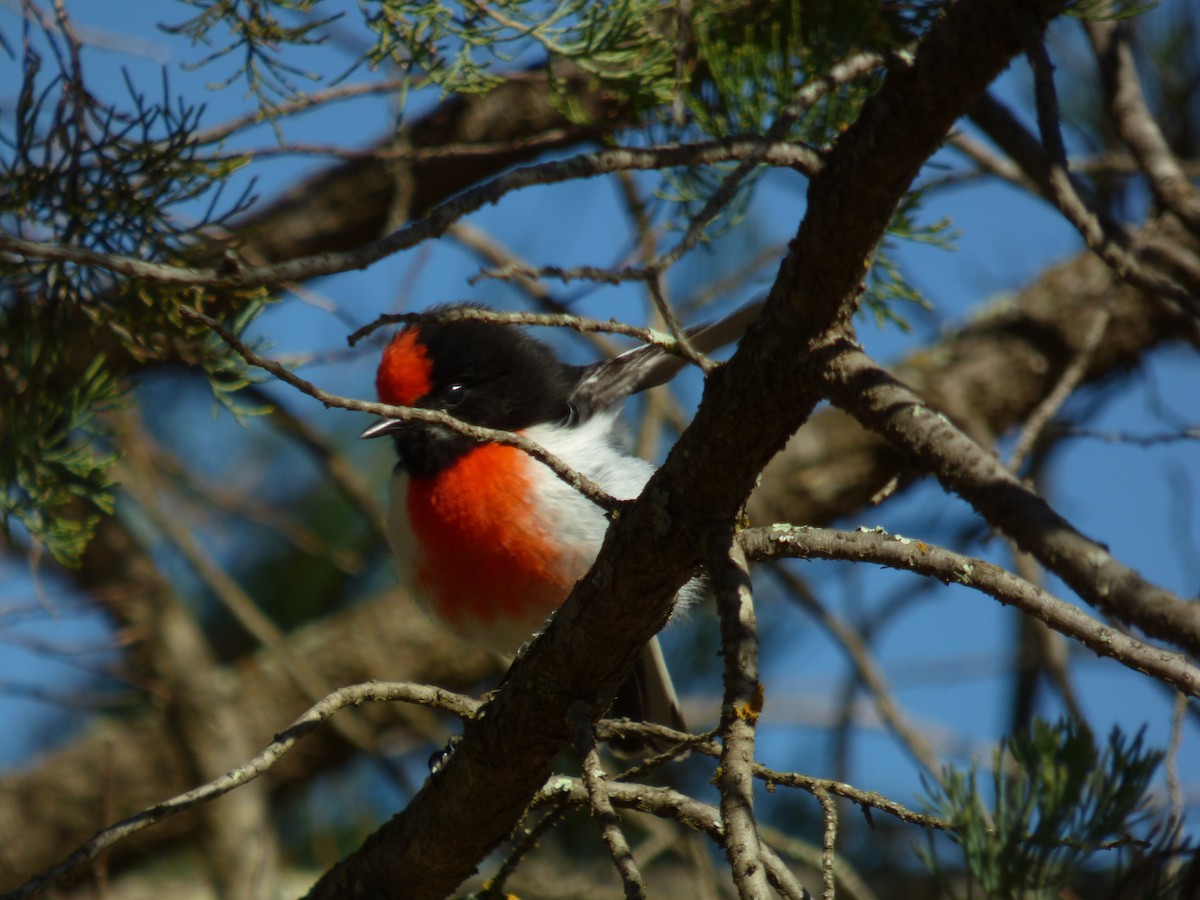 Red-capped Robin - ML605138261