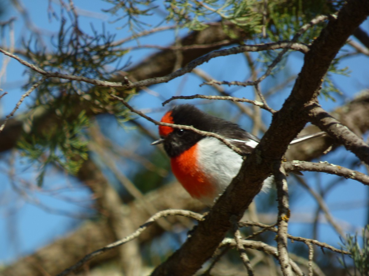 Red-capped Robin - ML605138271