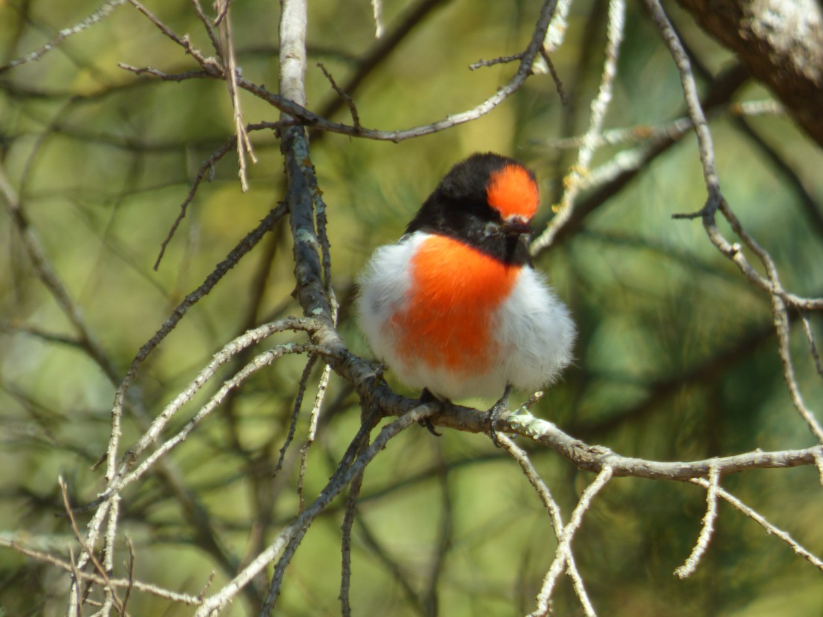 Red-capped Robin - ML605138281