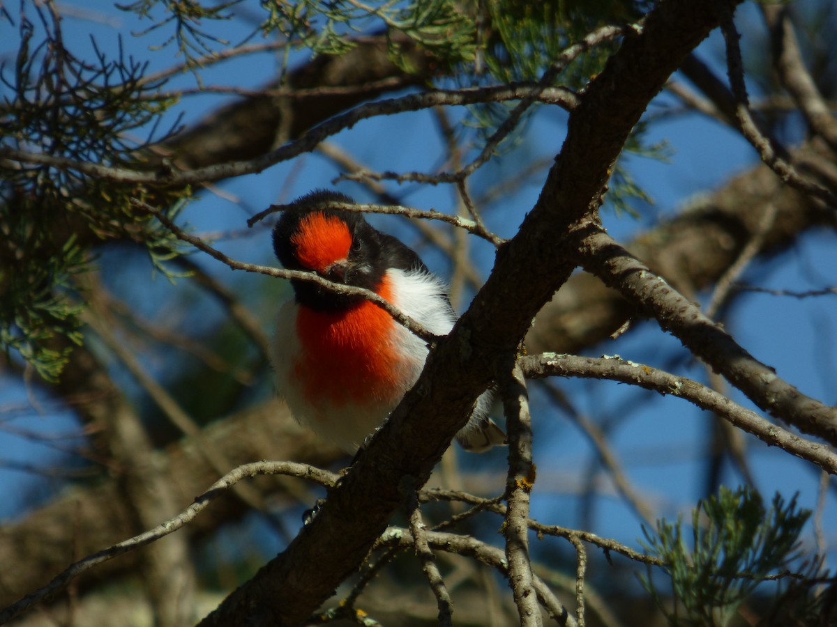 Red-capped Robin - ML605138291