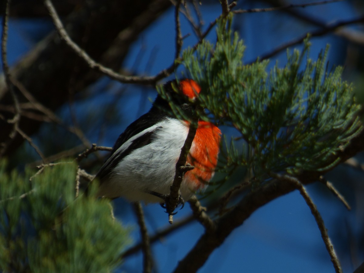 Red-capped Robin - ML605138341