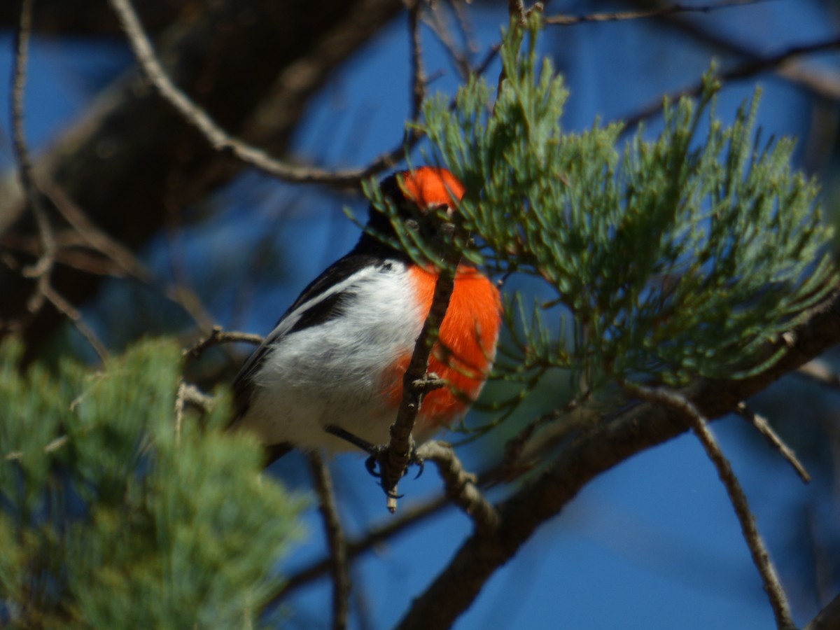 Red-capped Robin - ML605138351