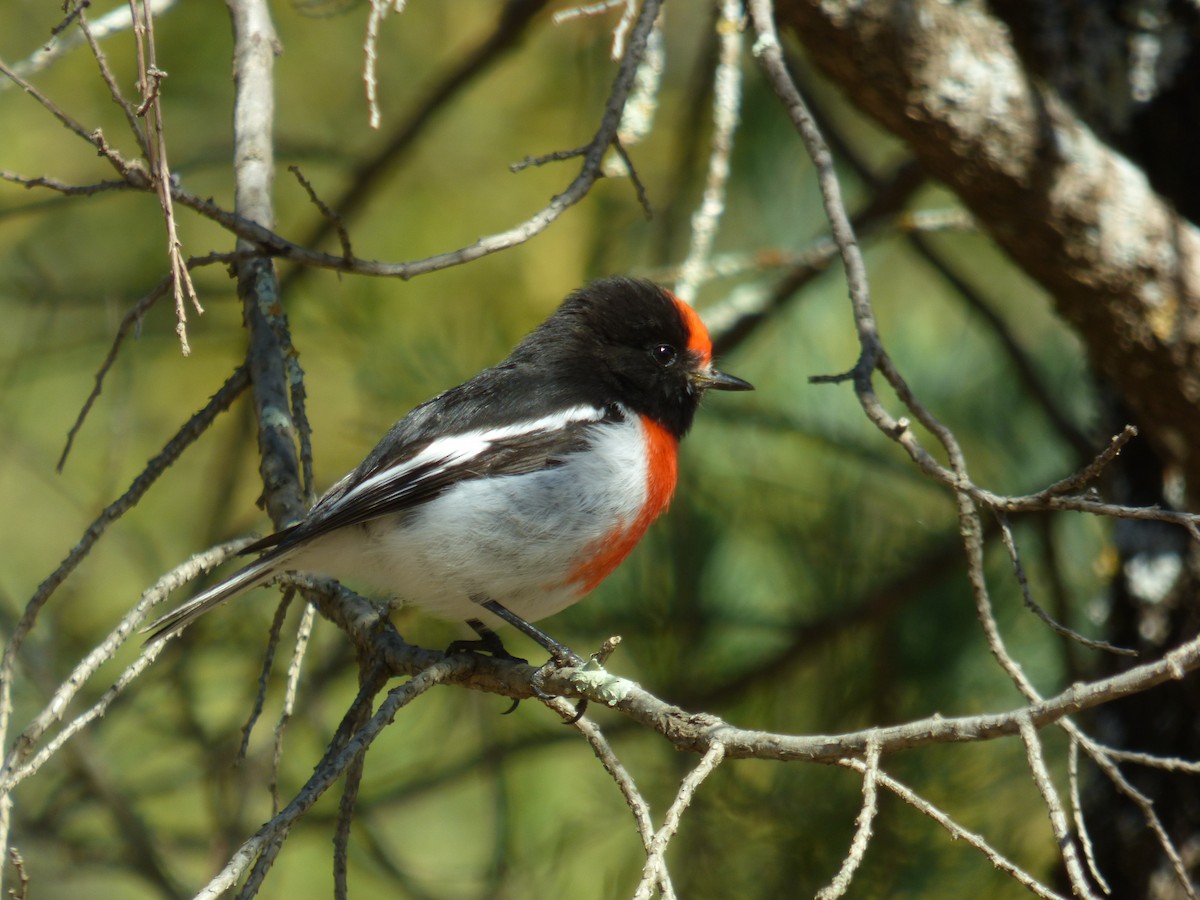 Red-capped Robin - ML605138361