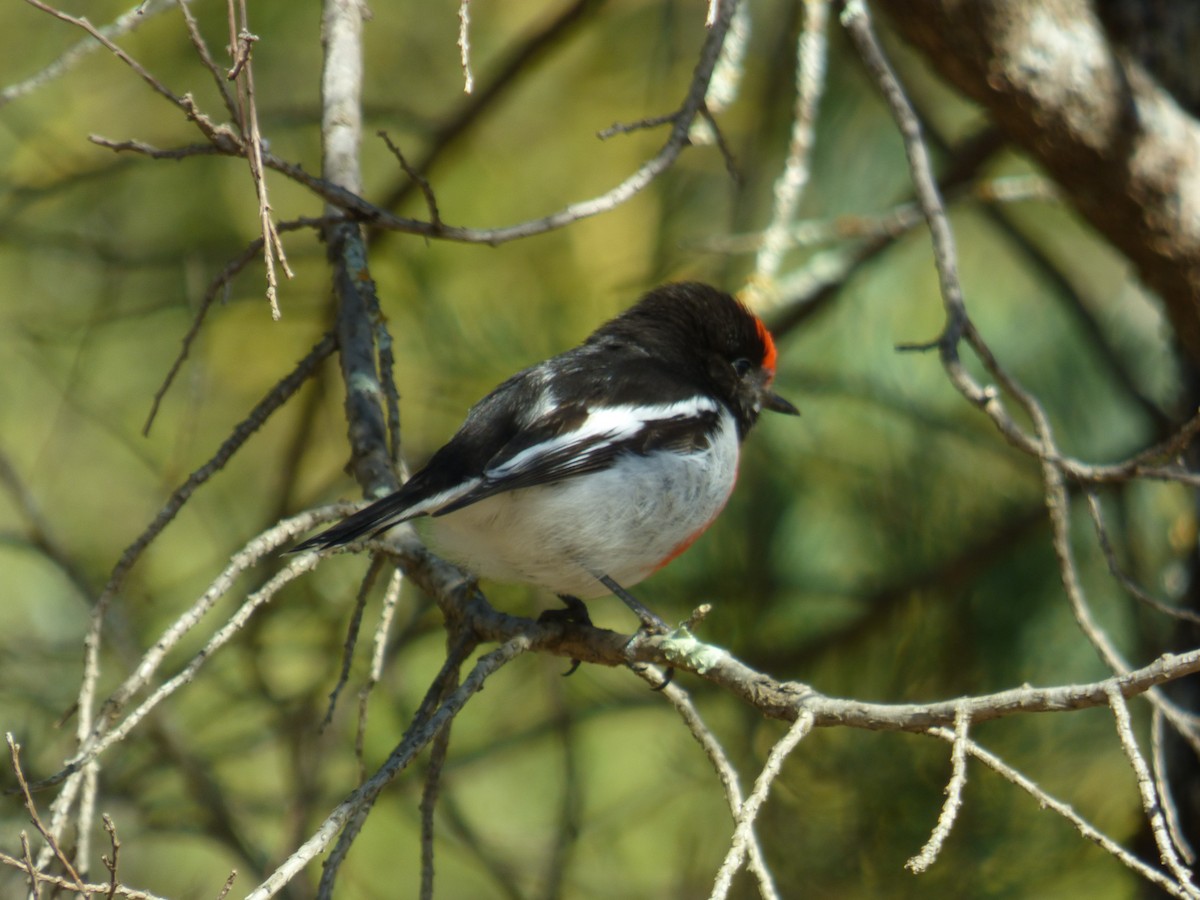 Red-capped Robin - ML605138371