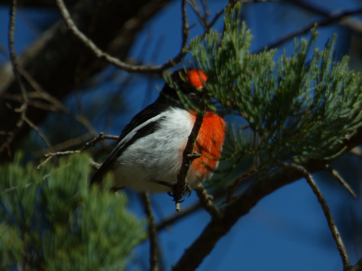 Red-capped Robin - ML605138381