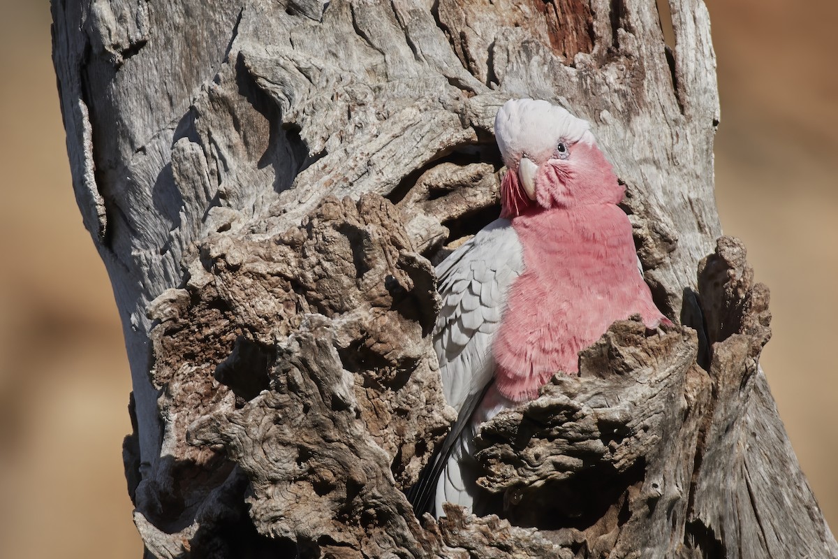 Cacatúa Galah - ML605138811