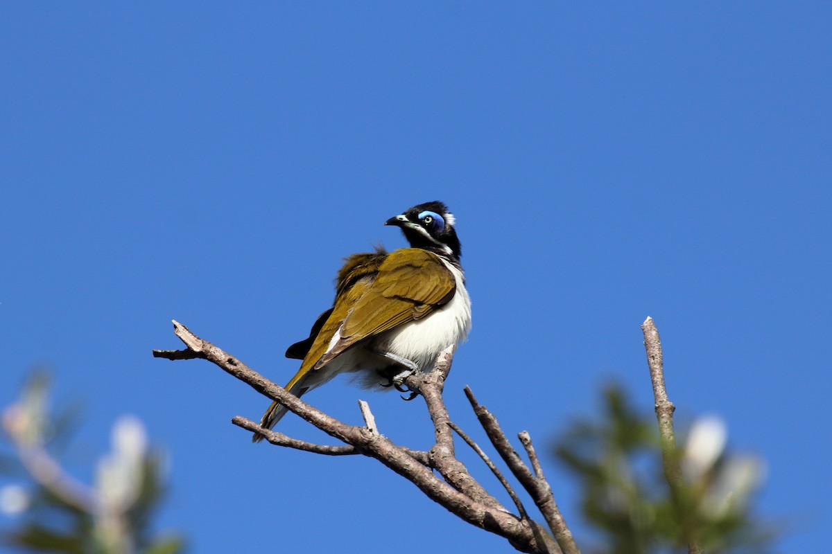 Blue-faced Honeyeater - Jon Spicer-Bell