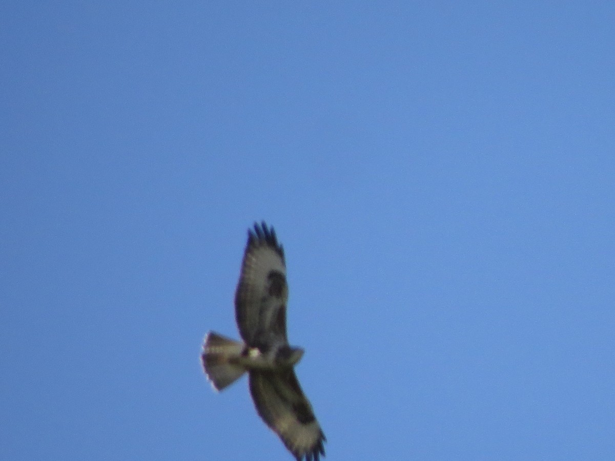 Common Buzzard - Gregorio Chaguaceda Tomás