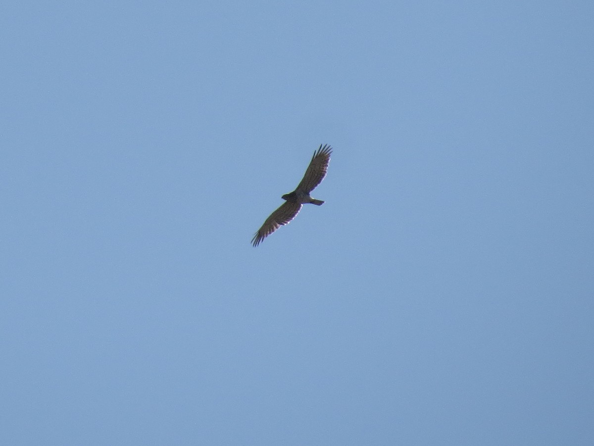 Short-toed Snake-Eagle - Gregorio Chaguaceda Tomás