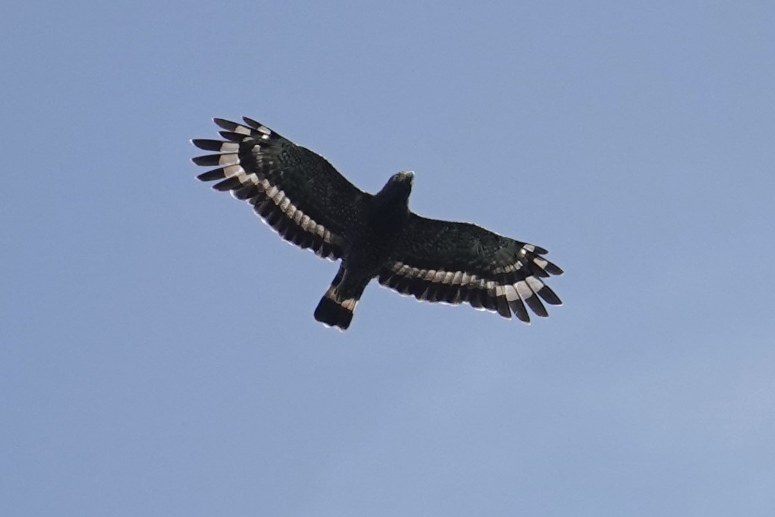 Crested Serpent-Eagle (Mentawai) - ML605140941