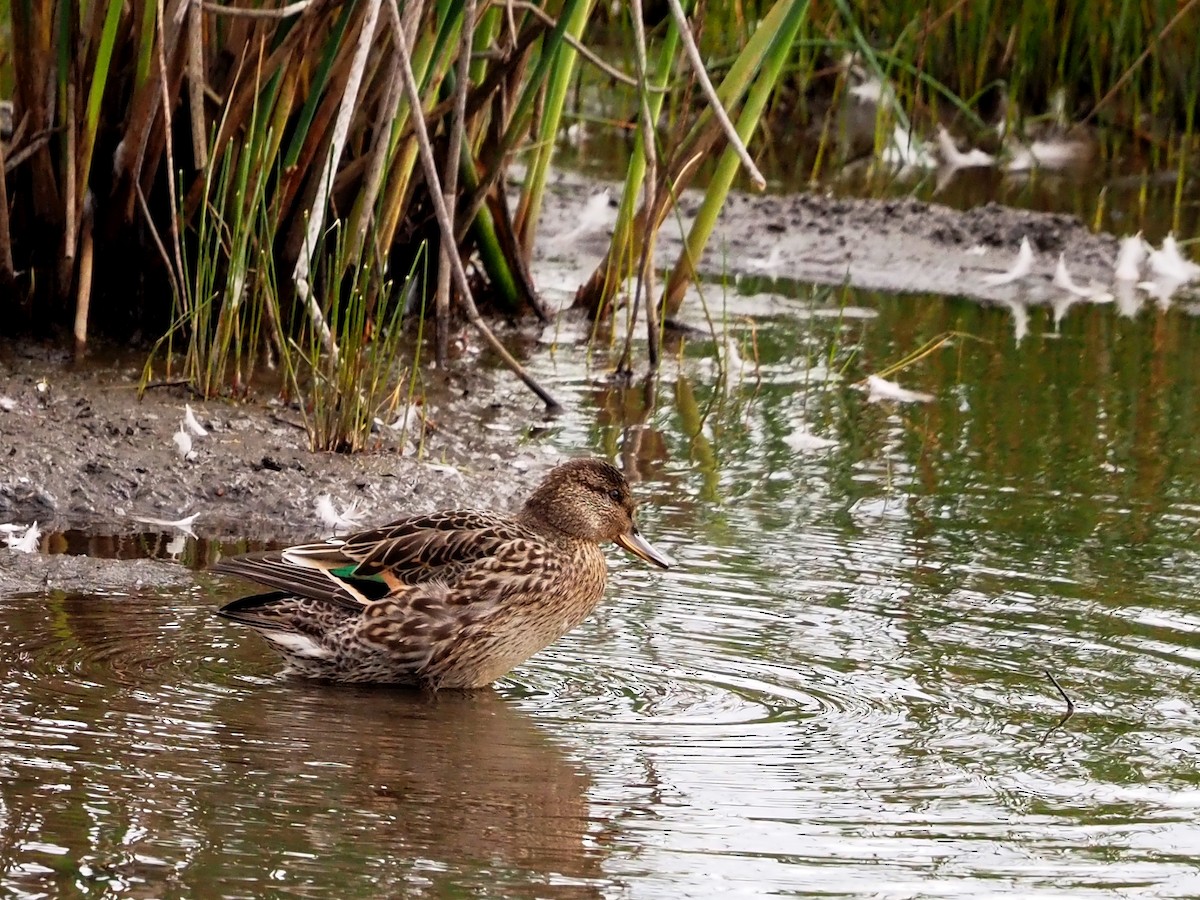 Green-winged Teal - Kelly Roy