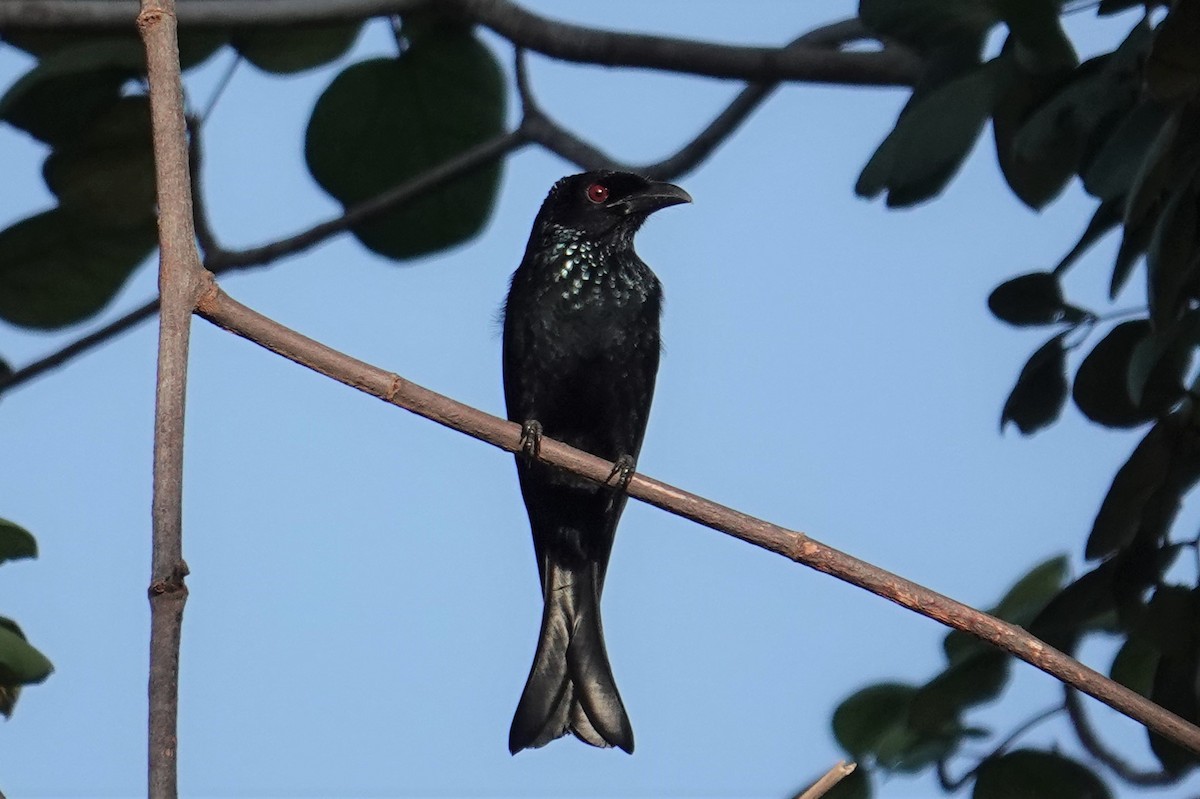 Hair-crested Drongo (Mentawai) - ML605141081