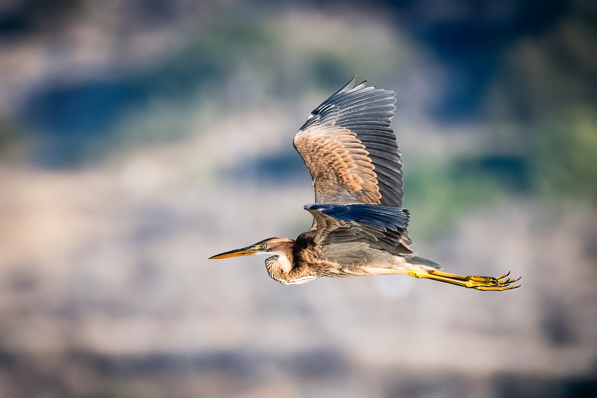 Purple Heron - ML605141411