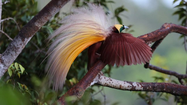 Greater Bird-of-Paradise - ML605142331