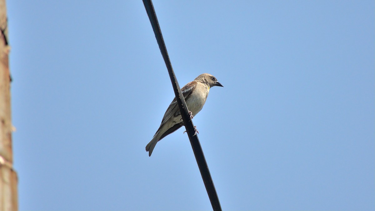 Yellow-throated Sparrow - Aseem Borkar