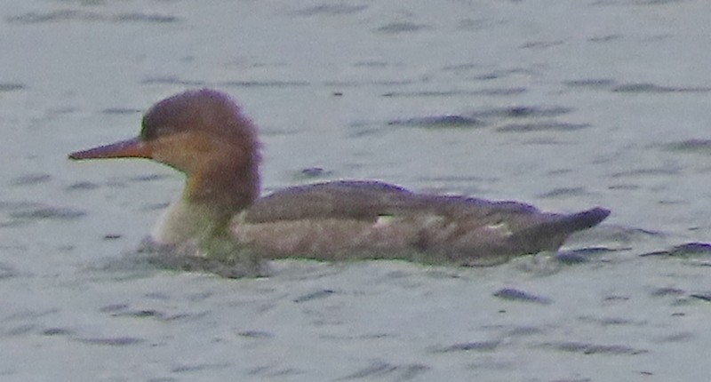 Red-breasted Merganser - George and Teresa Baker