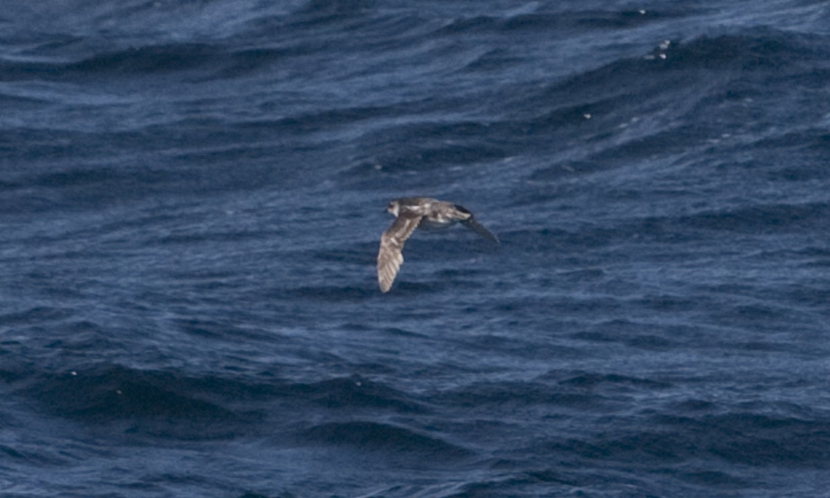 Common Diving-Petrel - ML60514471