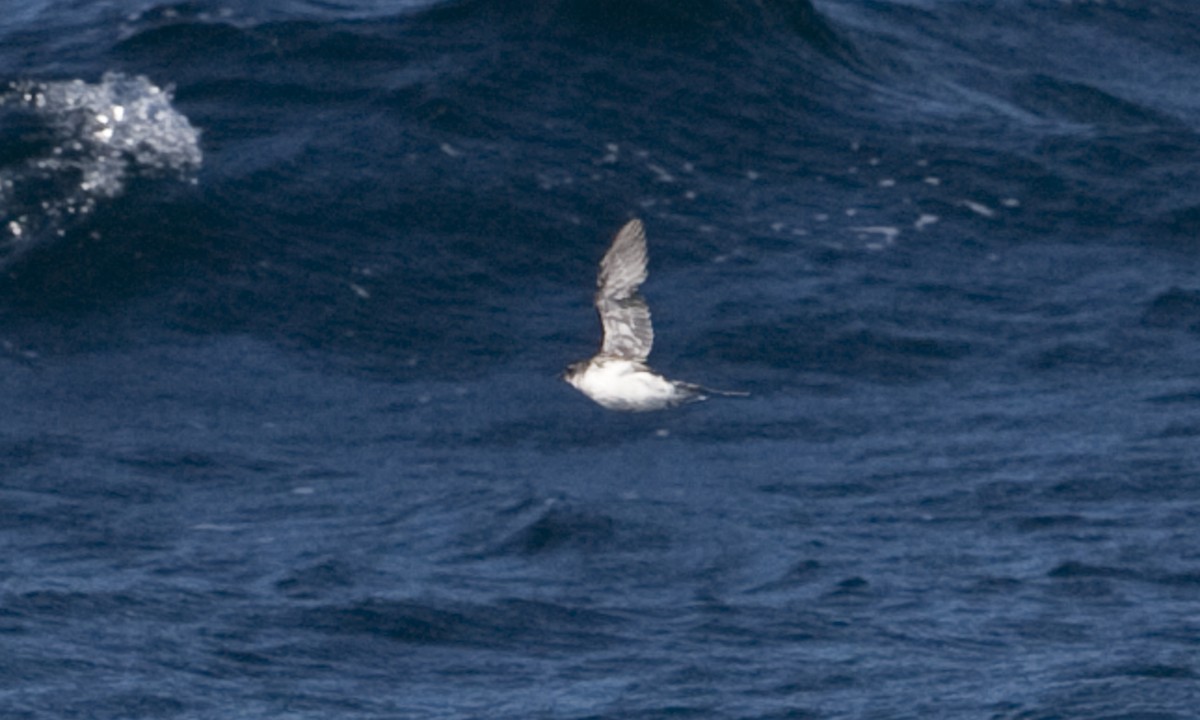 Common Diving-Petrel - ML60514491