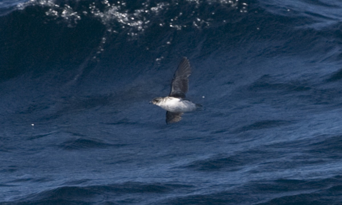 Common Diving-Petrel - ML60514511