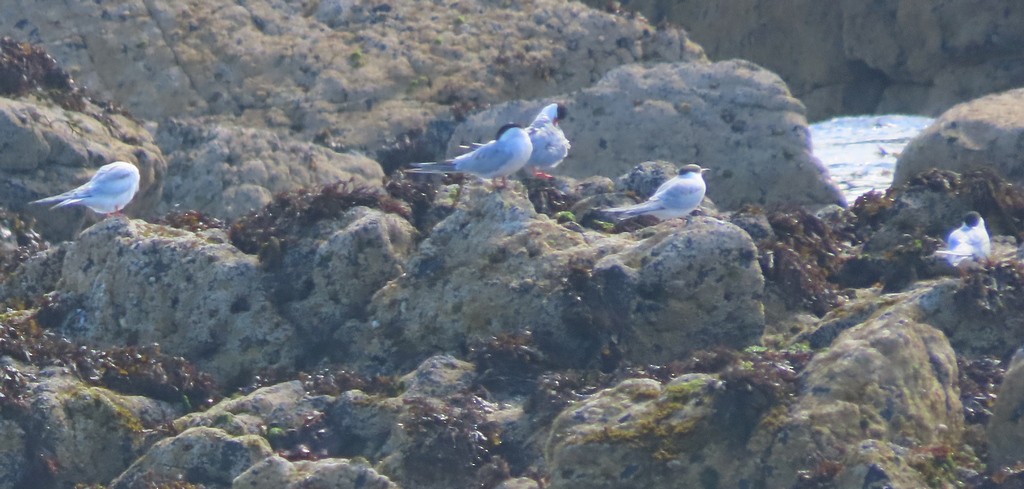 Common Tern - George and Teresa Baker