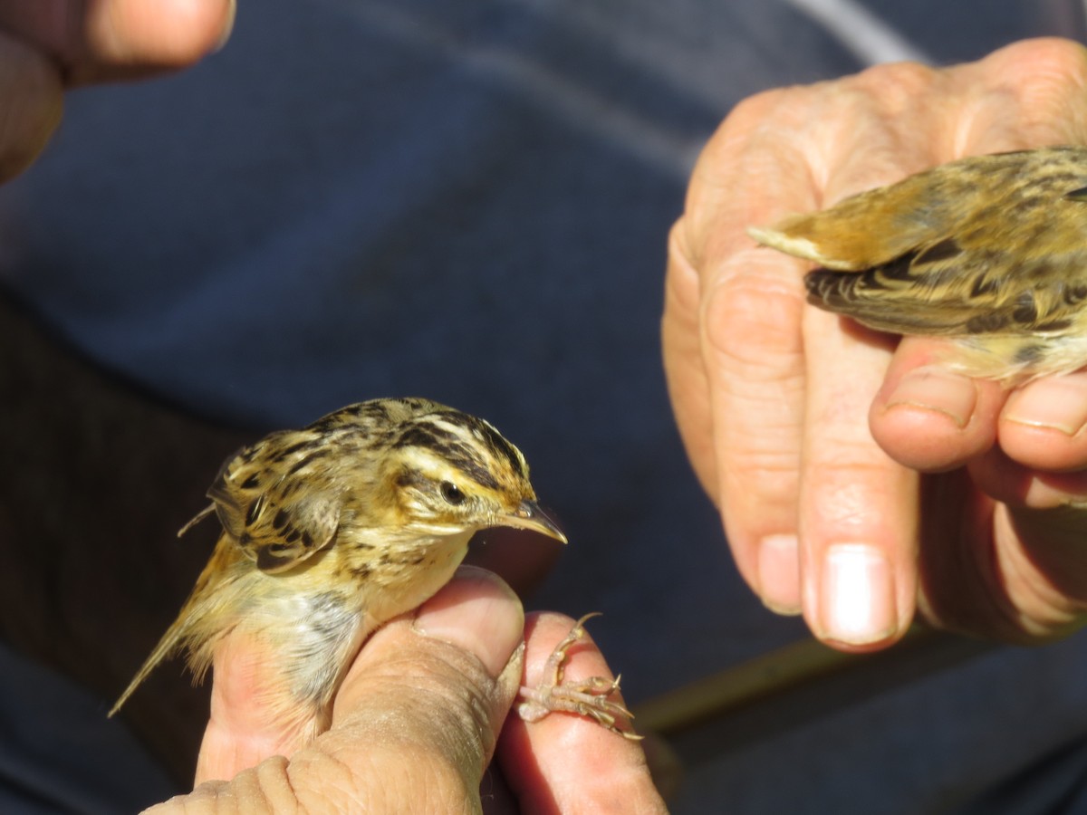 Aquatic Warbler - ML605145561