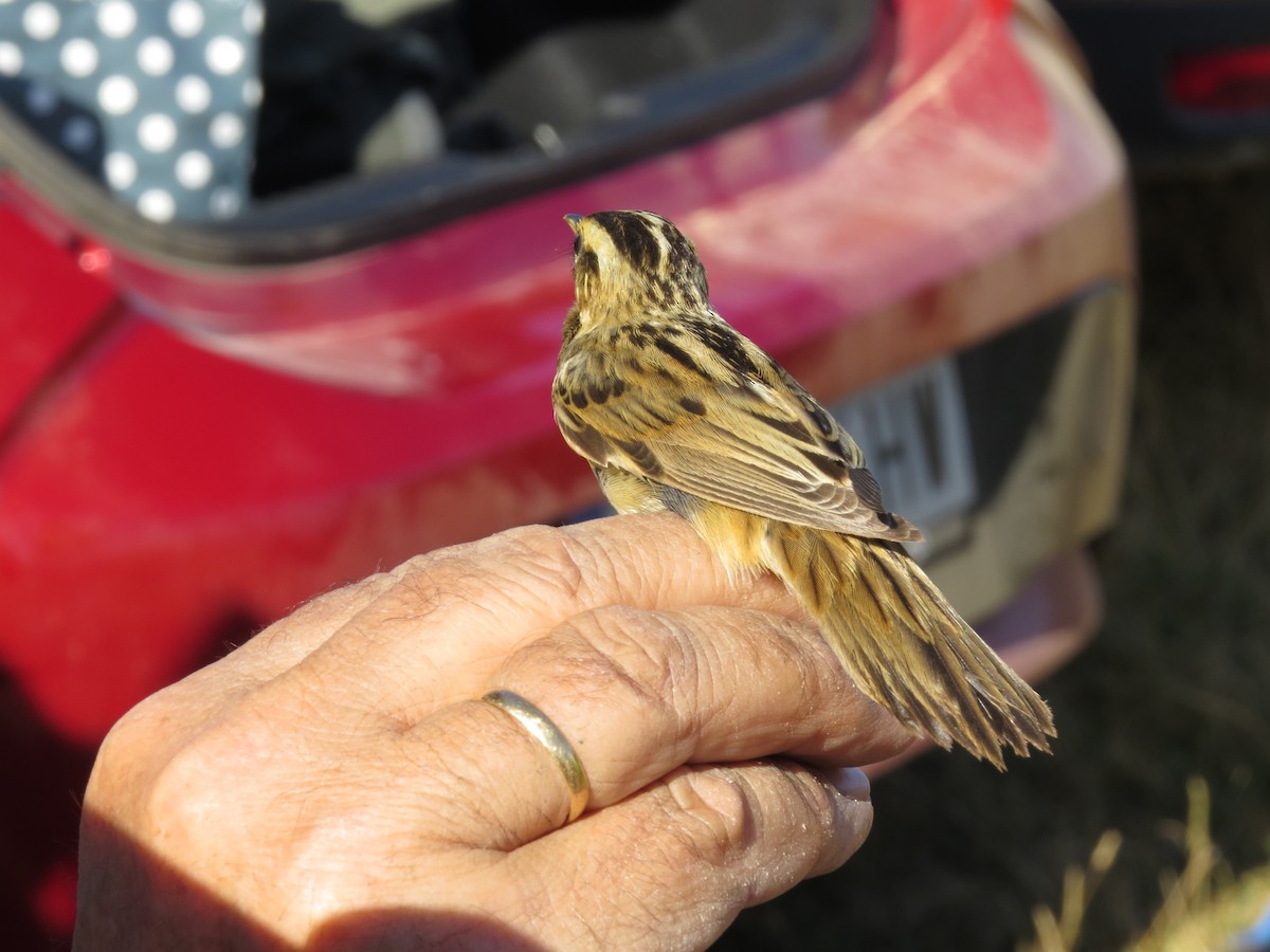 Aquatic Warbler - Gregorio Chaguaceda Tomás