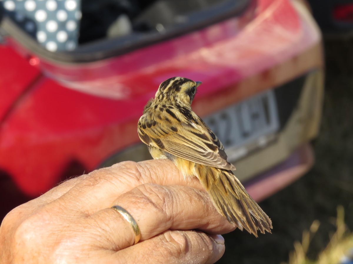 Aquatic Warbler - ML605145601