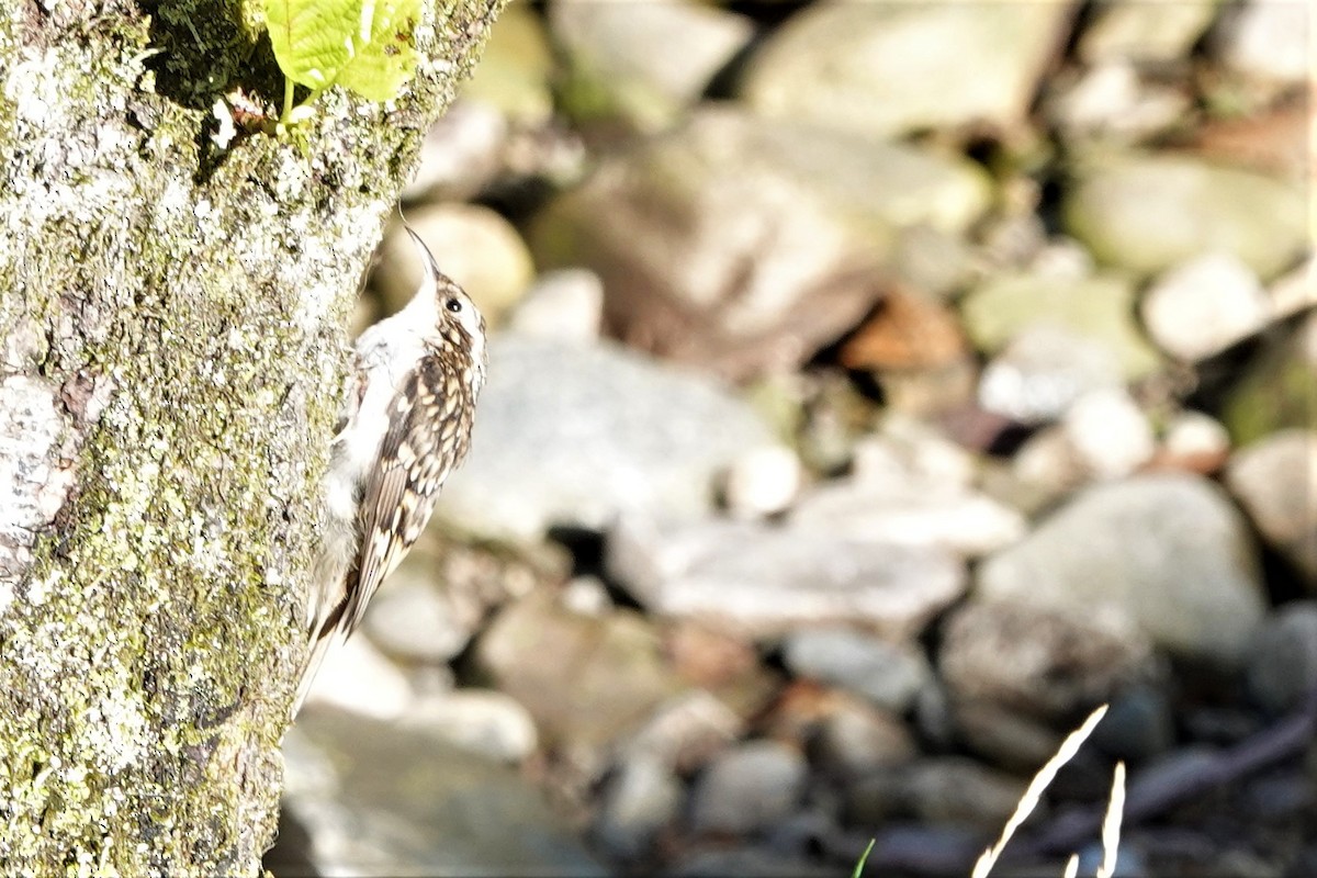 Eurasian Treecreeper - Roger smith