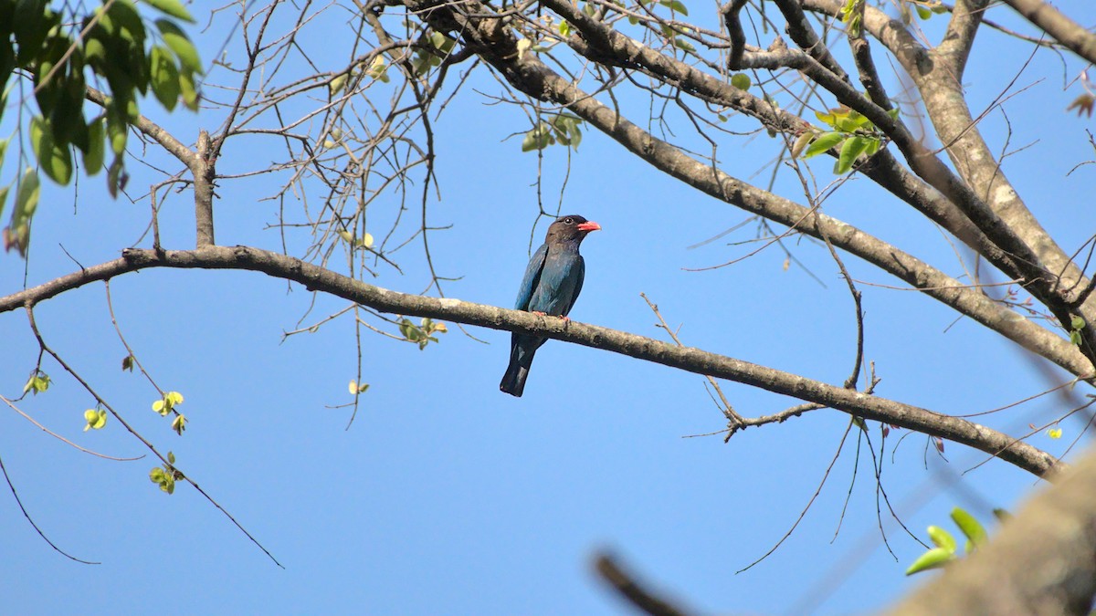 Dollarbird - ML605147791