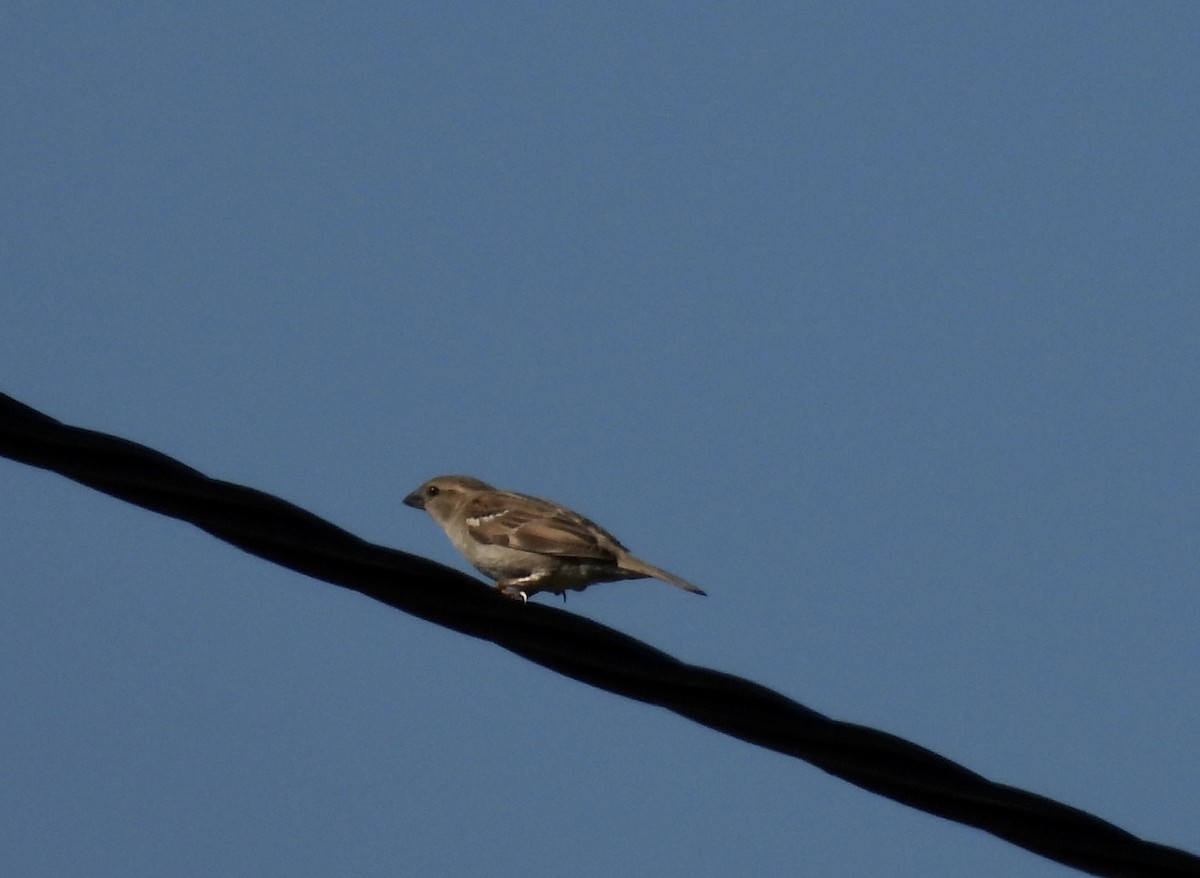 Moineau domestique - ML605147991