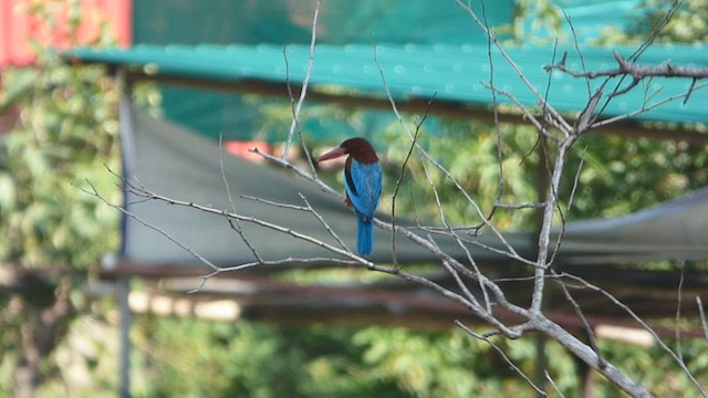 ledňáček hnědohlavý - ML605148121