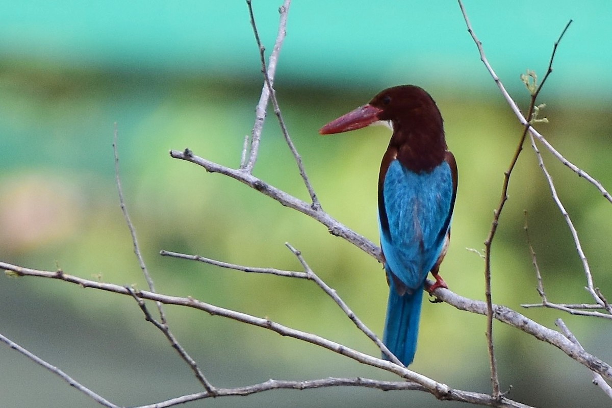 White-throated Kingfisher - ML605148131