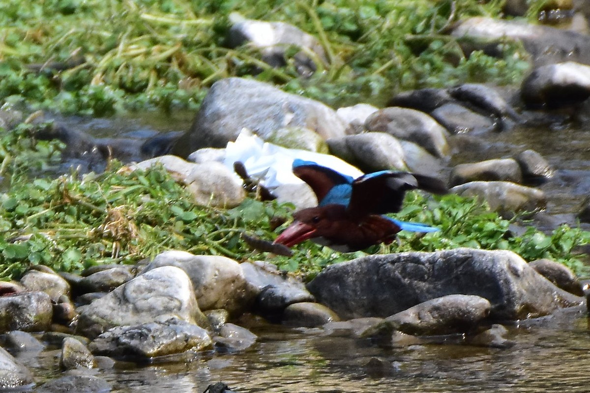 White-throated Kingfisher - ML605148371