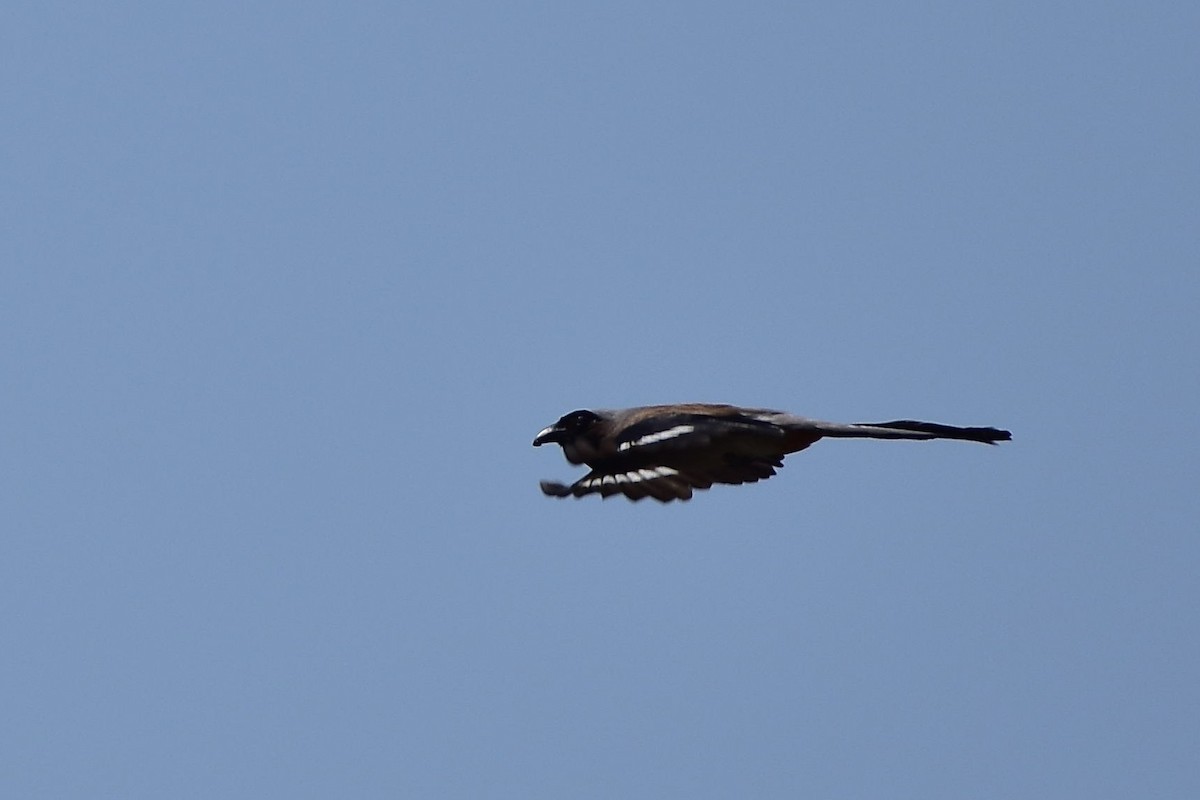 Gray Treepie - ML605148461