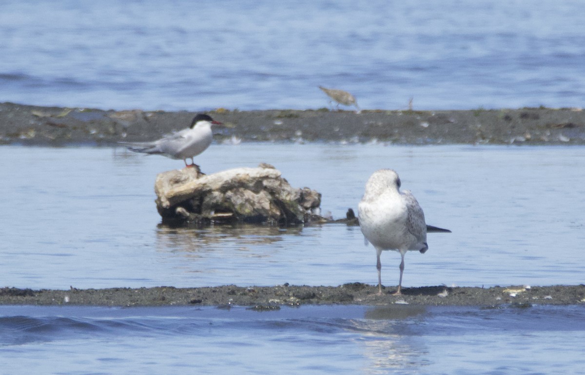 Arctic Tern - ML605148761