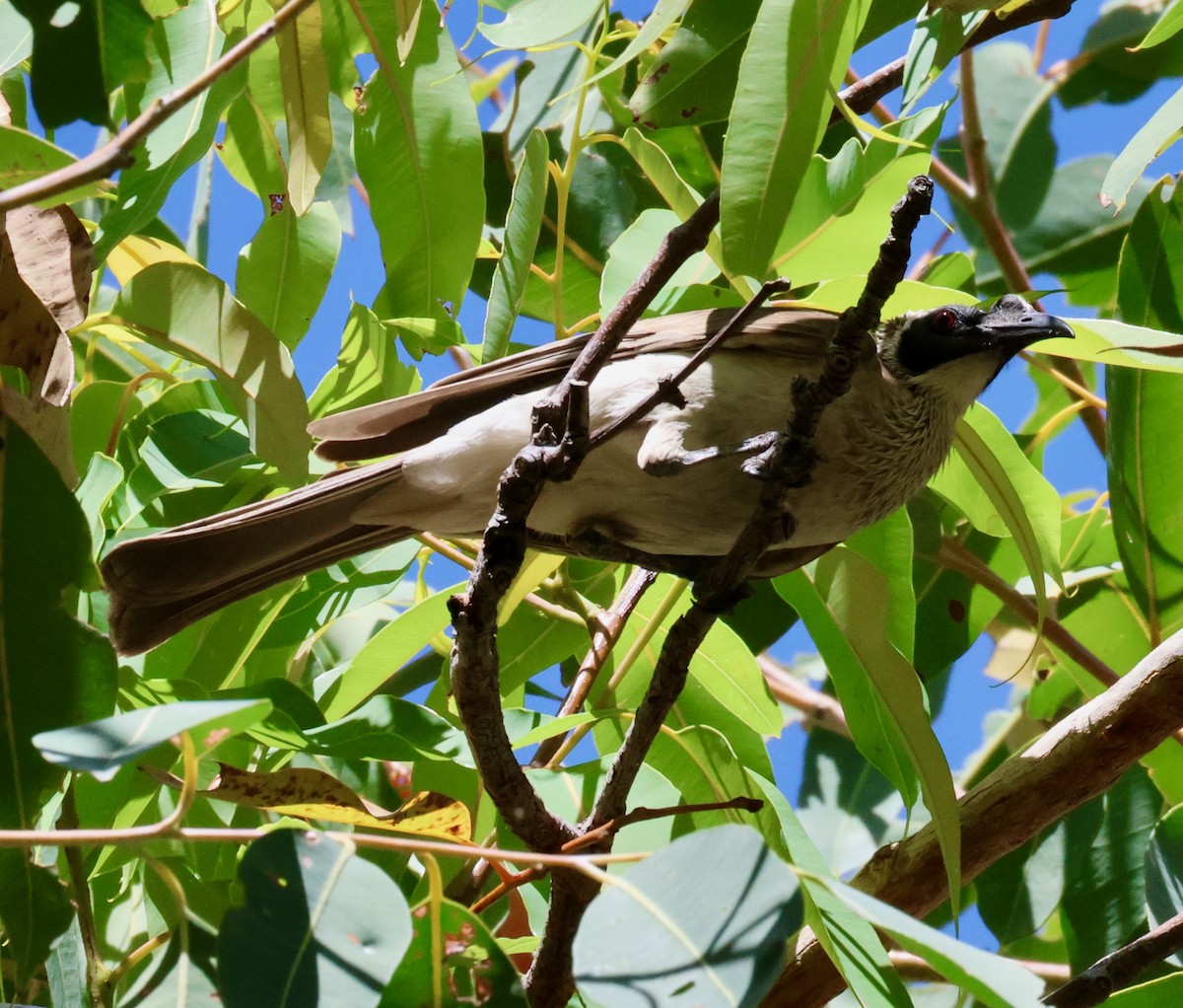 Silver-crowned Friarbird - ML605149281