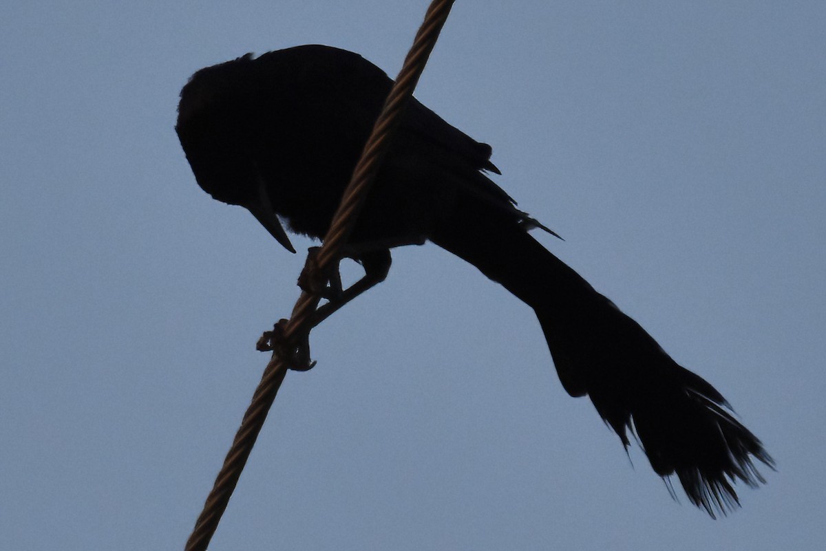 Great-tailed Grackle - ML605149471