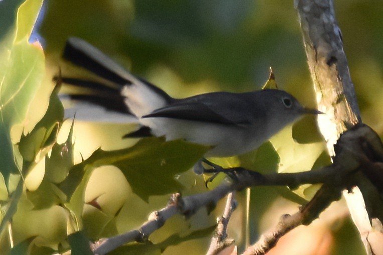 Blue-gray Gnatcatcher - Derek Hudgins