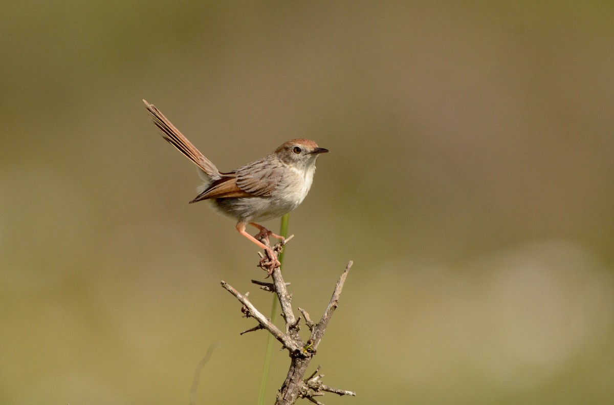 Gray-backed Cisticola (Red-headed) - ML605149871