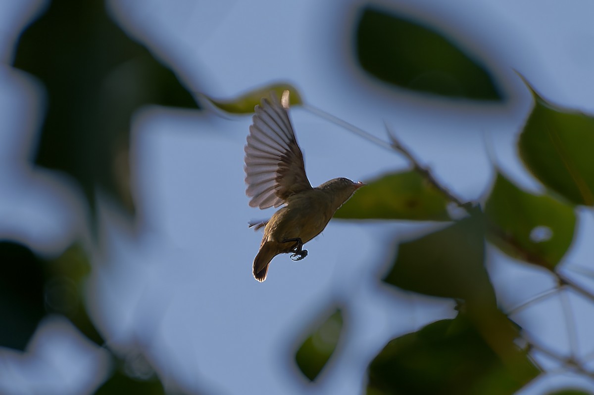 Pale-billed Flowerpecker - Kannan K