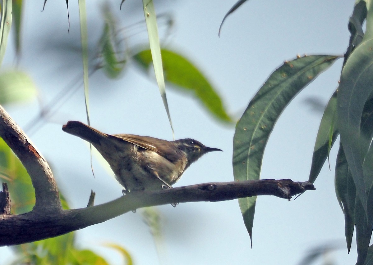 White-lined Honeyeater - Steve Law