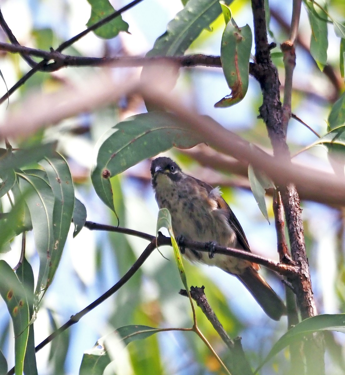 White-lined Honeyeater - ML605150801