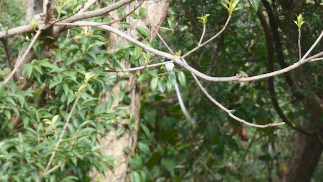 Indian Paradise-Flycatcher - ML605151191