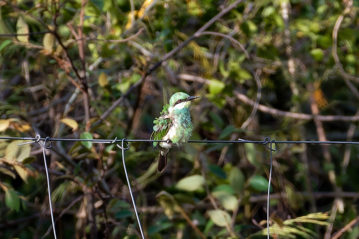 Asian Green Bee-eater - Kannan K