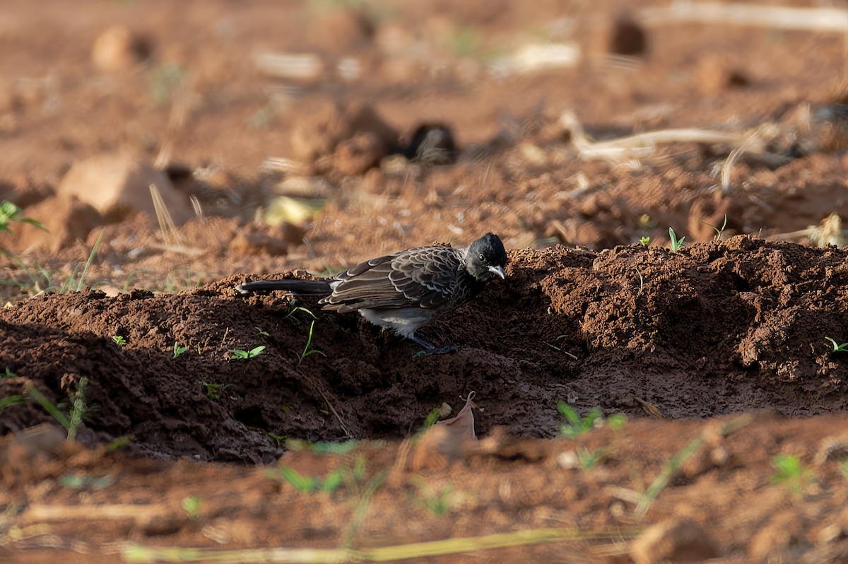 Bulbul à ventre rouge - ML605151321